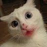 seecatflot